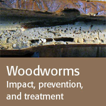 Woodworms: impact, prevention, treatment.