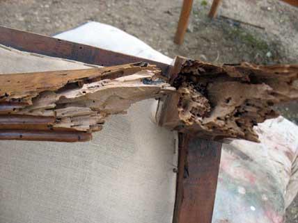 Antique Furniture - Italian Chair Restoration1